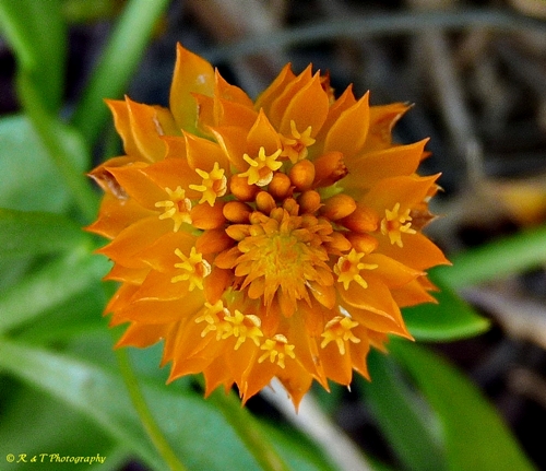 {Polygala lutea}